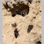 Pelz- und Trauerbiene 05.jpg